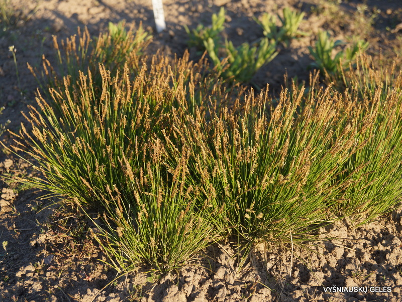 Carex davalliana Vyšniauskų gėlės