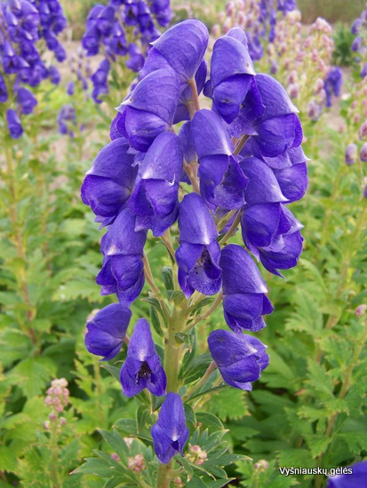 Aconitum variegatum Vyšniauskų gėlės
