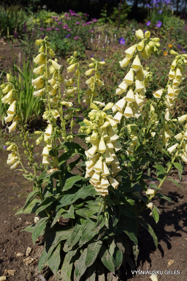 Digitalis grandiflora ’Carillon’ Vyšniauskų gėlės