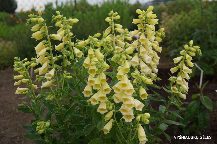 Digitalis grandiflora ’Carillon’ Vyšniauskų gėlės