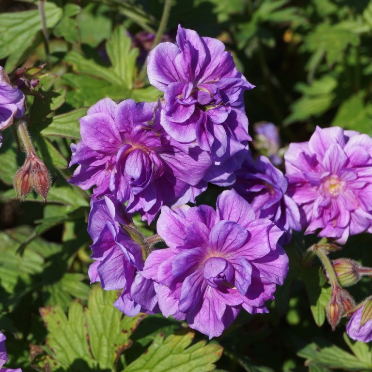 Geranium Snapučiai Archives Vyšniauskų gėlės
