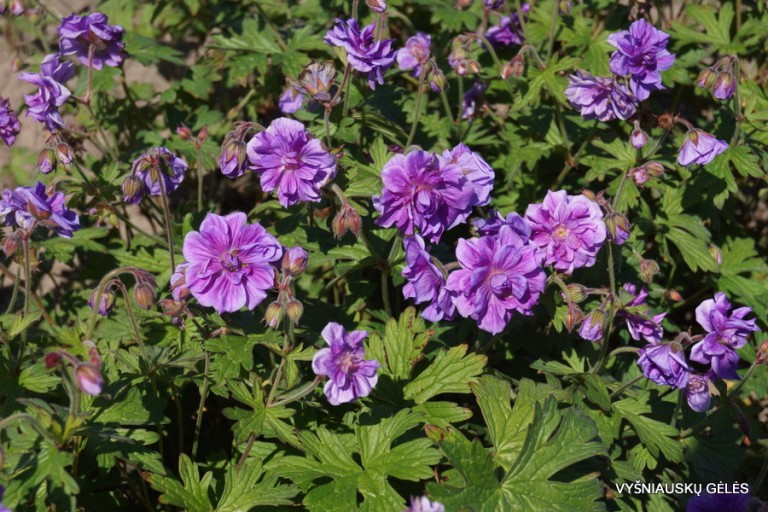Geranium himalayense ‘Birch Double‘ Vyšniauskų gėlės