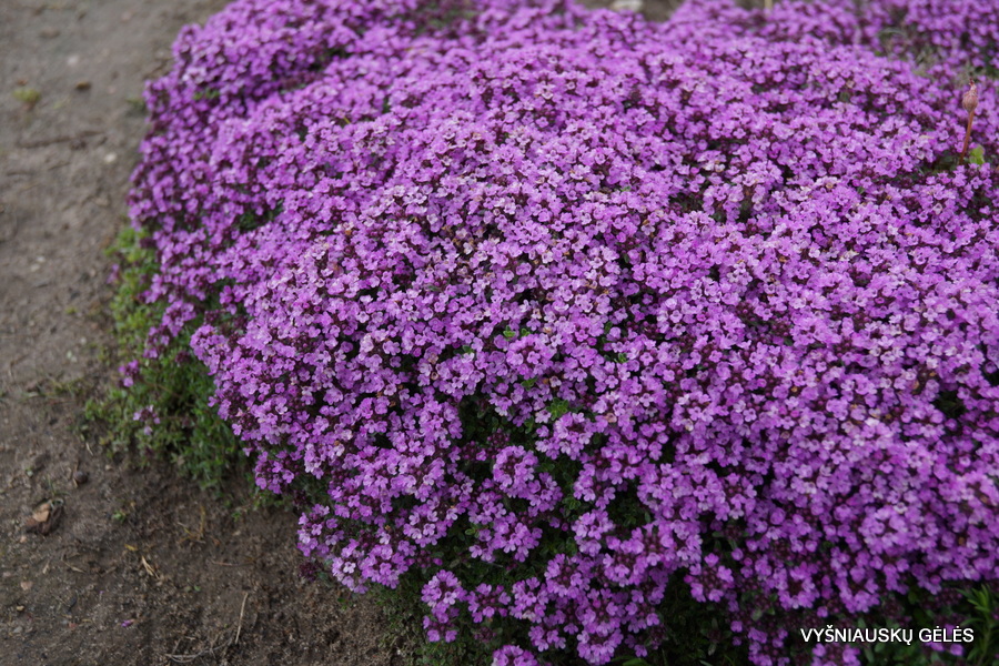 Thymus serpyllum ‘Purple Beauty‘ Vyšniauskų gėlės