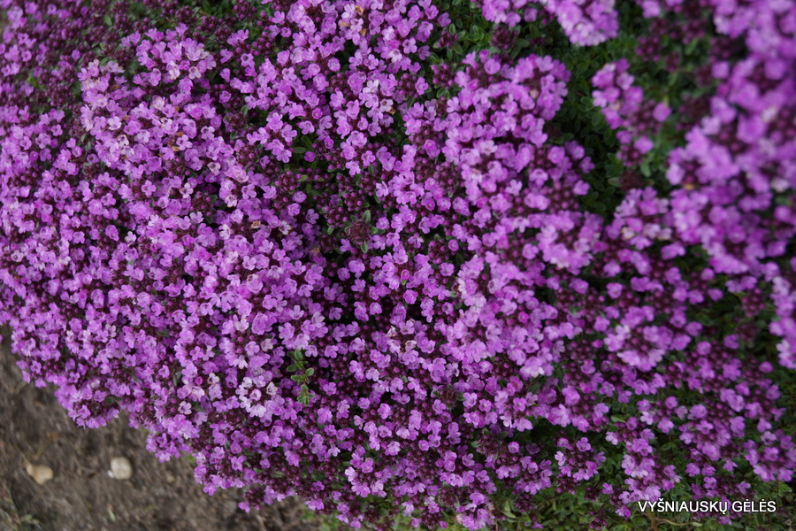 Thymus serpyllum ‘Purple Beauty‘ Vyšniauskų gėlės