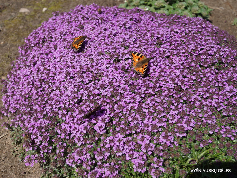 Thymus serpyllum ‘Purple Beauty‘ Vyšniauskų gėlės