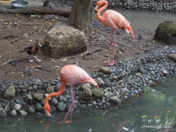 Guayaquil. Historical park. Chilean flamingo (Phoenicopterus chilensis) (3)