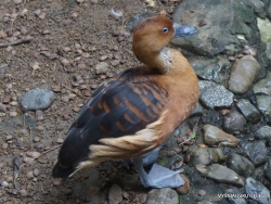 Guayaquil. Historical park. Fulvous tree duck (Dendrocygna bicolor) (2)