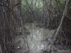 Guayaquil. Historical park. Mangrove forest (2)