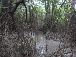 Guayaquil. Historical park. Mangrove forest (5)