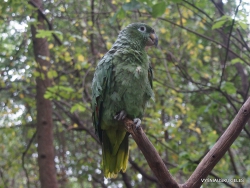 Guayaquil. Historical park. Scaly-naped parrot (Amazona mercenarius)