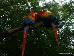 Guayaquil. Historical park. Scarlet macaw (Ara macao) (6)