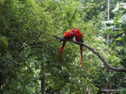 Guayaquil. Historical park. Scarlet macaw (Ara macao)