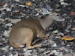 Guayaquil. Historical park. White-tailed deer (Odocoileus virginianus) (2)