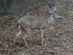 Guayaquil. Historical park. White-tailed deer (Odocoileus virginianus)