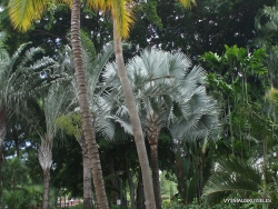 Guayaquil. Jardines del Malecon. Gray palm tree (Bismarckia nobilis)