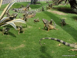 Guayaquil. Seminario park. Green iguana (Iguana iguana) (10)