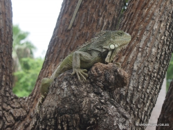 Guayaquil. Seminario park. Green iguana (Iguana iguana) (12)