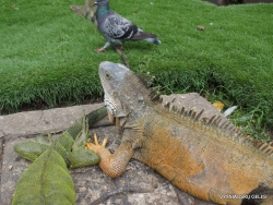 Guayaquil. Seminario park. Green iguana (Iguana iguana) (17)