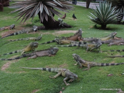 Guayaquil. Seminario park. Green iguana (Iguana iguana) (18)