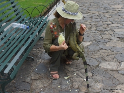 Guayaquil. Seminario park. Green iguana (Iguana iguana) (22)