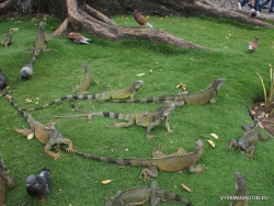 Guayaquil. Seminario park. Green iguana (Iguana iguana) (4)