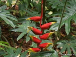 Hanging lobster claw (Heliconia rostrata)