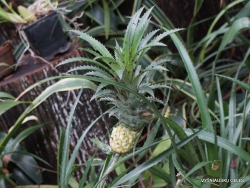 pineapple (Ananas comosus)