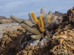 Bartolome Is. Lava cactus (Brachycereus nesioticus) (2)-001