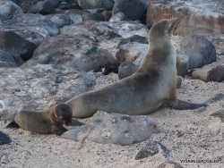 North Seymour Isl. Galápagos sea lion (Zalophus wollebaeki) (11)