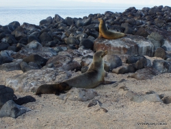 North Seymour Isl. Galápagos sea lion (Zalophus wollebaeki) (12)