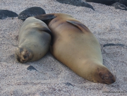 North Seymour Isl. Galápagos sea lion (Zalophus wollebaeki) (3)