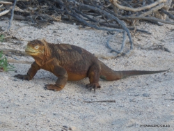 North Seymour Isl. Galapagos land iguana (Conolophus subcristatus) (11)