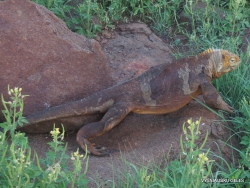 North Seymour Isl. Galapagos land iguana (Conolophus subcristatus) (13)