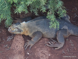 North Seymour Isl. Galapagos land iguana (Conolophus subcristatus) (6)
