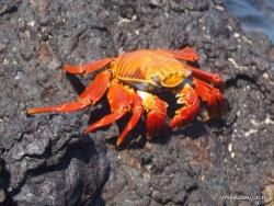 Santiago Isl. Sullivan Bay. Red rock crab (Grapsus grapsus) (2)