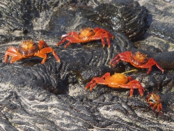 Santiago Isl. Sullivan Bay. Red rock crab (Grapsus grapsus)