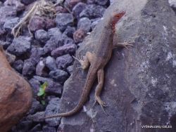 Baltra Is. Galápagos lava lizard (Microlophus albemarlensis)
