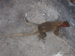 Espanola Isl. Española lava lizard (Microlophus delanonis)