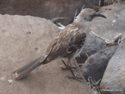 Espanola Isl. Espanola mockingbird (Mimus macdonaldi) (2)