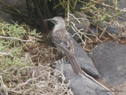 Espanola Isl. Espanola mockingbird (Mimus macdonaldi) (4)