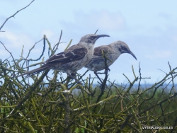 Espanola Isl. Espanola mockingbird (Mimus macdonaldi) (5)