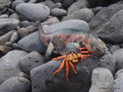 Espanola Isl. Galápagos marine iguana (Amblyrhynchus cristatus venustissimus) (10)