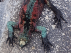 Espanola Isl. Galápagos marine iguana (Amblyrhynchus cristatus venustissimus) (17)