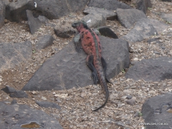 Espanola Isl. Galápagos marine iguana (Amblyrhynchus cristatus venustissimus) (19)