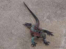 Espanola Isl. Galápagos marine iguana (Amblyrhynchus cristatus venustissimus) (2)