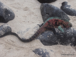 Espanola Isl. Galápagos marine iguana (Amblyrhynchus cristatus venustissimus) (4)