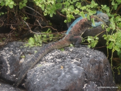 Espanola Isl. Galápagos marine iguana (Amblyrhynchus cristatus venustissimus) (5)