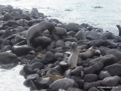 Espanola Isl. Galápagos sea lion (Zalophus wollebaeki) (2)
