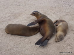 Espanola Isl. Galápagos sea lion (Zalophus wollebaeki) (5)