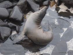 Espanola Isl. Galápagos sea lion (Zalophus wollebaeki)